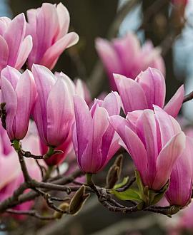 Magnolia soulangeana Pot 50 Liter 175 - 200 cm Meerstammig