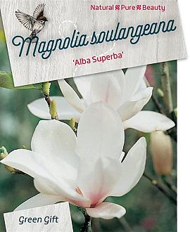 Magnolia soul. 'Alba Superba' Pot 5 Liter 40 - 50 cm
