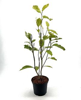 Magnolia soul. 'Rustica Rubra' Pot 5 Liter 60 - 80 cm