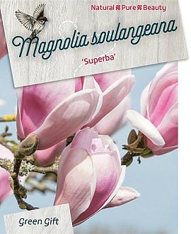 Magnolia soul. 'Superba' Pot 5 Liter 40 - 50 cm