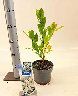 Magnolia stellata Pot 2 Liter40 - 50 cm