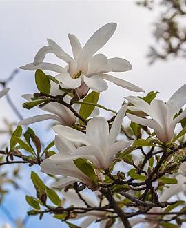 Magnolia stellata Pot 20 Liter 60 - 80 cm