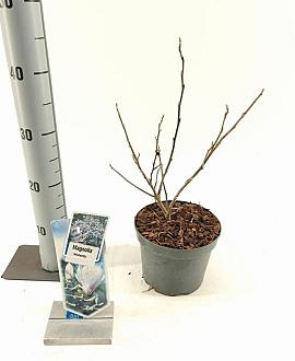 Magnolia st. 'Waterlily' Pot 2 Liter30 - 40 cm