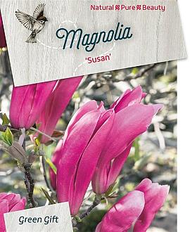 Magnolia 'Susan' Pot 5 Liter 40 - 50 cm