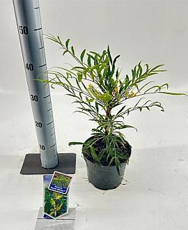 Mahonia eurybracteata Sweet Winter Pot 2 Liter30 - 40 cm