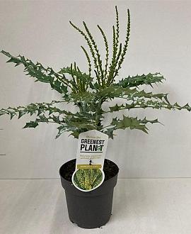 Mahonia media 'Charity' Pot 2 Liter40 - 50 cm