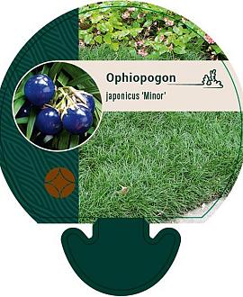 Ophiopogon jap. 'Minor' Pot 9 cm