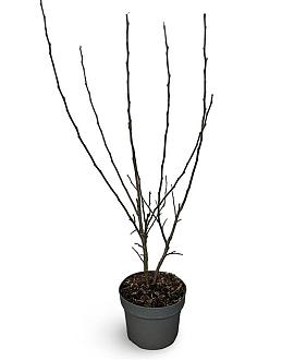 Malus 'Evereste' Pot 4 Liter 60 - 80 cm