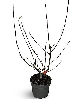 Malus 'Red Sentinel' Pot 4 Liter 80 - 100 cm