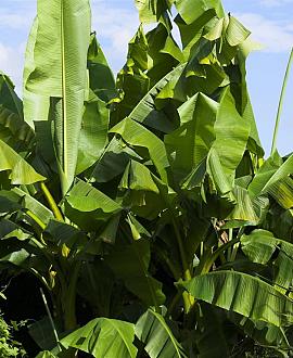 Musa basjoo Pot 5 Liter 60 - 80 cm