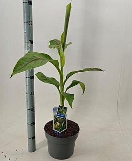 Musa basjoo Pot 5 Liter 60 - 80 cm