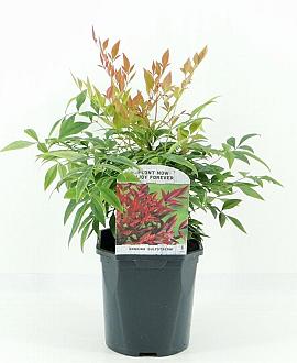 Nandina d. 'Gulf Stream' Pot 2 Liter30 - 40 cm