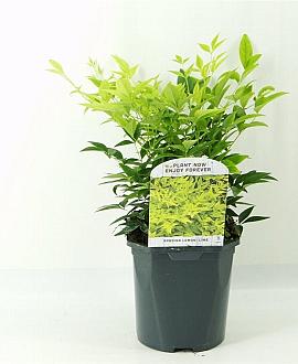 Nandina d. 'Lemlim' Pot 2 Liter30 - 40 cm