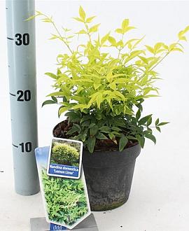 Nandina d. Magical Lemon & Lime Pot 2 Liter 20 - 30 cm