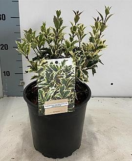 Osmanthus heter. 'Variegatus' Pot 2 Liter 20 - 30 cm