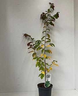 Parrotia persica Pot 3 Liter 40 - 50 cm