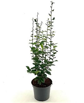 Parrotia persica Persian Spire Pot 3 Liter 50 - 60 cm