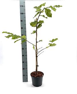 Parrotia persica 'Vanessa' Pot 3 Liter 50 - 60 cm