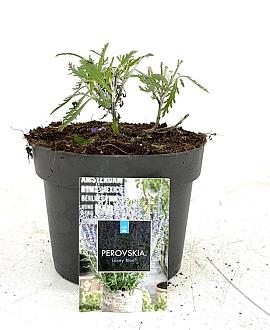 Perovskia atripl. Lacey Blue Pot 2 Liter