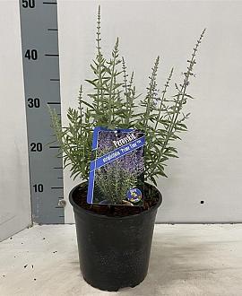 Perovskia atripl. 'Prime Time' Pot 2 Liter 20 - 30 cm