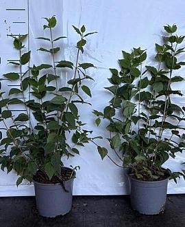 Philadelphus 'Belle Etoile' Pot 2 Liter30 - 40 cm