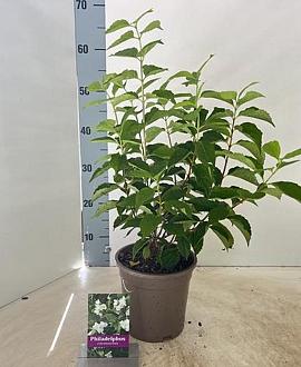 Philadelphus coronarius Pot 2 Liter40 - 50 cm