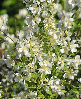Philadelphus 'Lemoinei' Pot 3 Liter 40 - 50 cm
