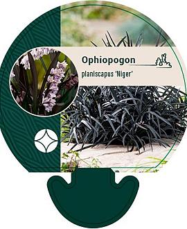 Ophiopogon plan. 'Niger' Pot 9 cm