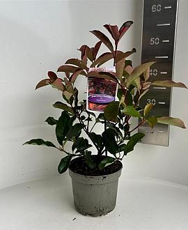 Photinia fraseri 'Camilvy' Pot 2 liter 25-30cm