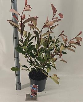 Photinia fraseri Louise Pot 5 Liter 60 - 70 cm