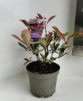 Photinia fraseri Pink Marble Pot 2 liter 25-30cm