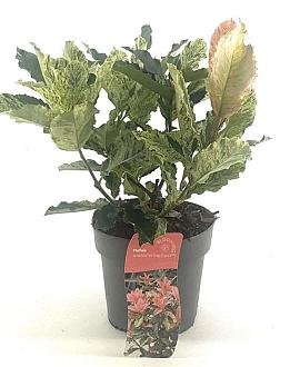 Photinia serratifolia Pink Crispy Pot 2 Liter 20 - 30 cm