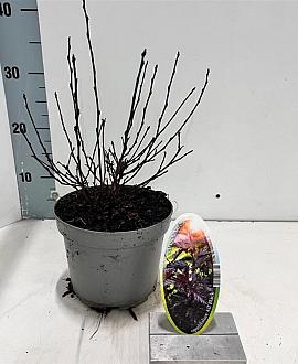 Physocarpus opulif. All Black Pot 2 liter 25-30cm