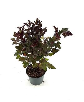 Physocarpus opulif. Diable d'Or Pot 3 Liter 40 - 50 cm