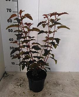 Physocarpus opulif. Lady in Red Pot 3 Liter 40 - 50 cm