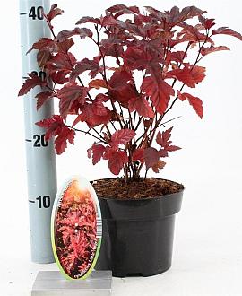 Physocarpus opulif. Little Angel Pot 2 liter 25-30cm