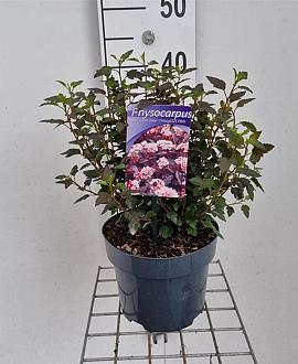Physocarpus opulif. Little Joker Pot 3 Liter 30 - 40 cm