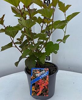 Physocarpus opulif. Magic Ball Pot 3 Liter 30 - 40 cm