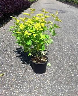 Physocarpus opulif. 'Nugget' Pot 3 Liter 40 - 50 cm