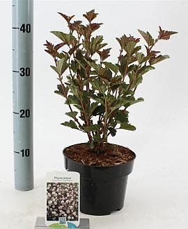 Physocarpus opulif. 'Red Baron' Pot 2 liter 25-30cm