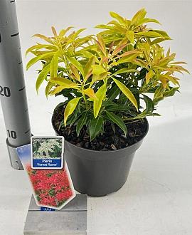 Pieris 'Forest Flame' Pot 3 liter 20-25cm 