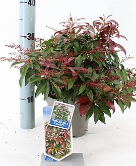 Pieris jap. 'Katsura' Pot 3 liter 20-25cm 