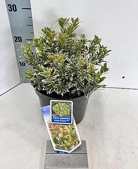 Pieris jap. 'Little Frosty' Pot 3 liter 20-25cm 