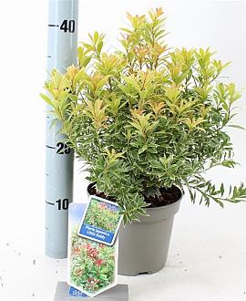 Pieris jap. Little Goldy Pot 3 liter 20-25cm 