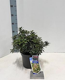 Pieris jap. 'Little Heath' Pot 3 liter 25-30cm
