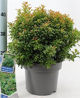 Pieris jap. 'Little Heath Green' Pot 5 Liter 30 - 40 cm