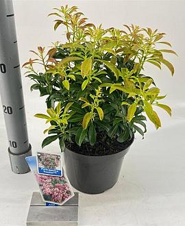 Pieris jap. 'Passion' Pot 3 liter 20-25cm 