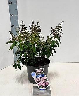 Pieris jap. Pink Passion Pot 3 liter 20-25cm 