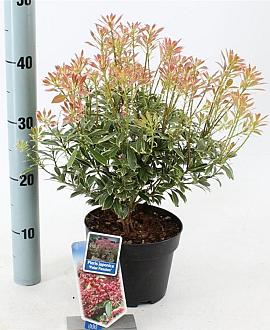 Pieris jap. Polar Passion Pot 3 liter 25-30cm