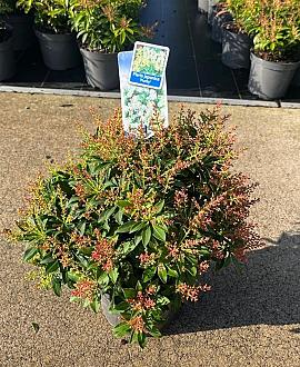 Pieris jap. 'Purity' Pot 3 liter 25-30cm